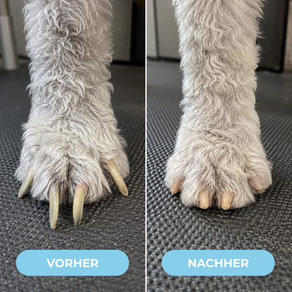 SoftPaw – Die sanfte und stressfreie Lösung für Hundekrallen